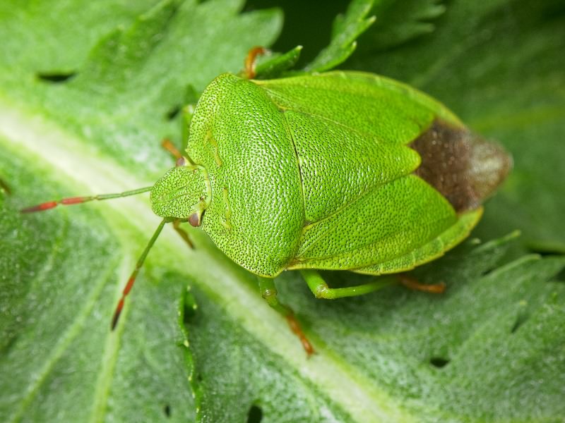 Palomena viridissima (Poda, 1761)